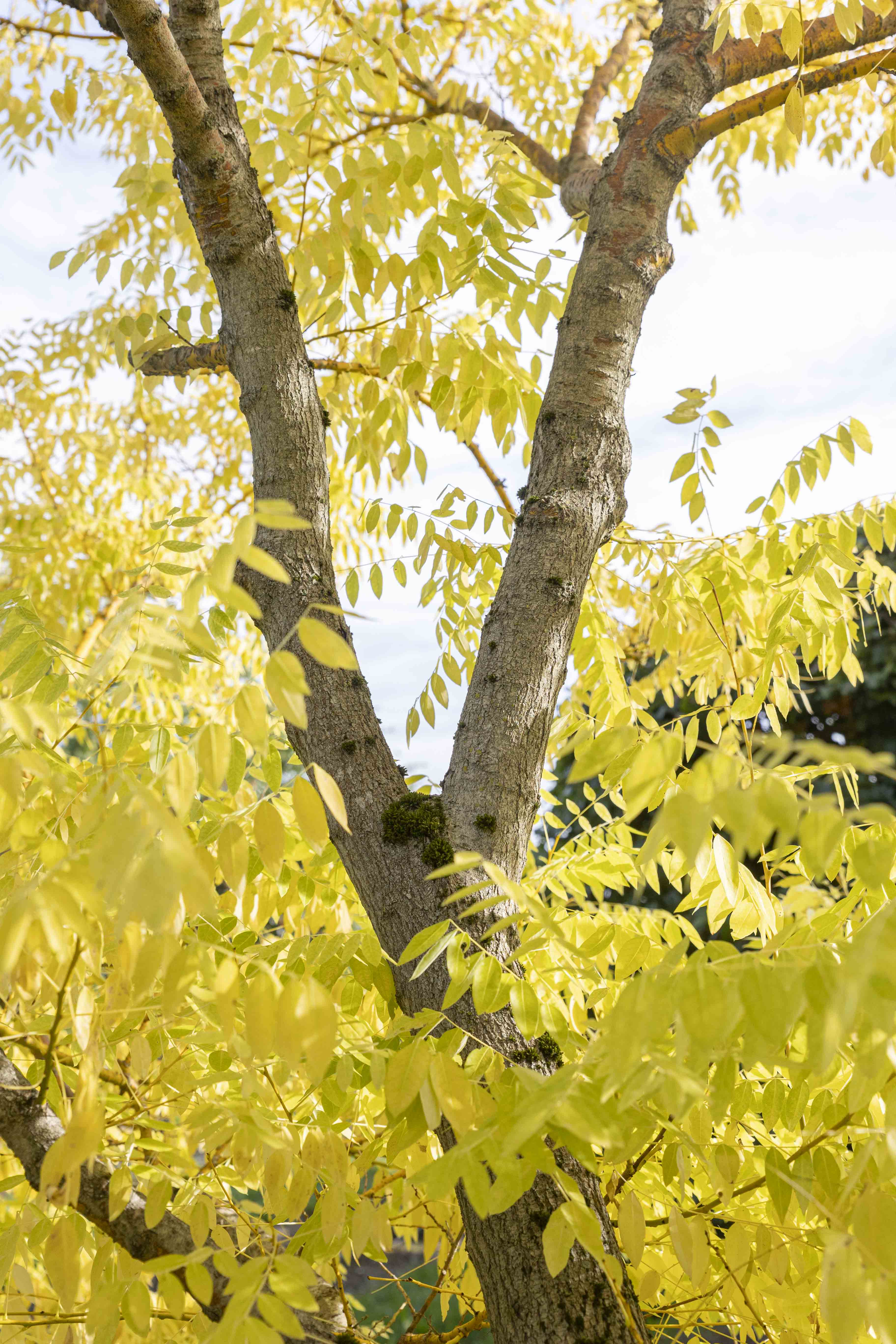 Sophora japonica 'Golden Standard' Unikat